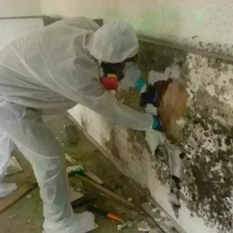 Mold Remediation and Removal in Wilcox County, GA